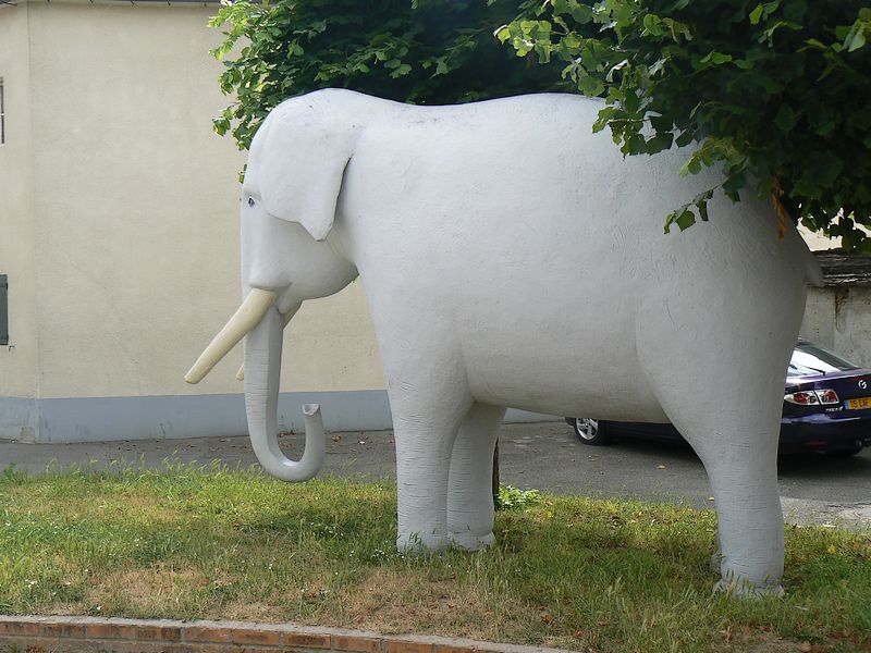 elephant: elephant009