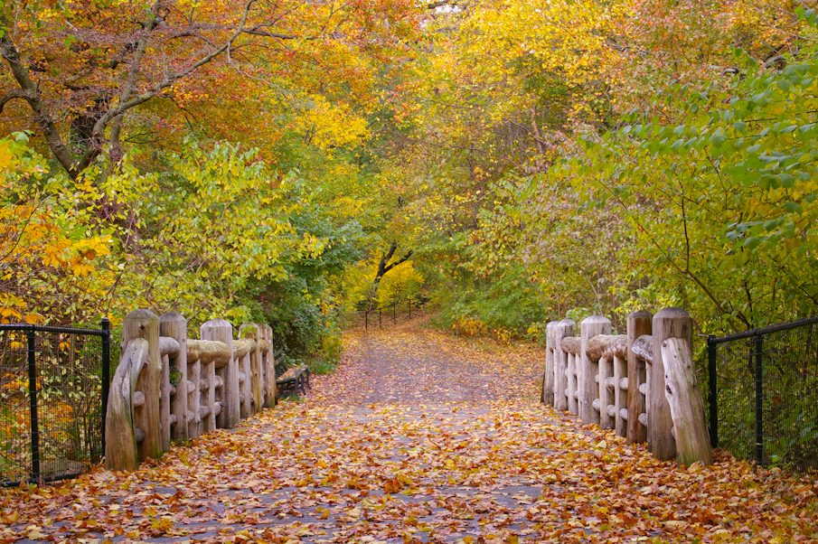 Autumn in Prospect Park